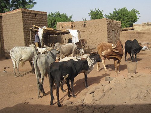 Traditional livestock production in the village of Ye, Sourou Region in Burkina Faso.” (Source: Issa Zerbo.)